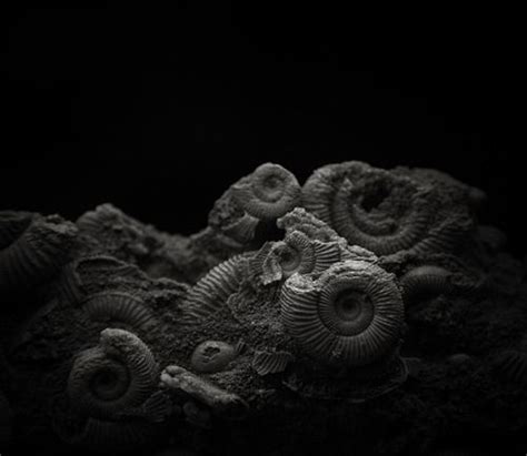 where to get fossils black and white.